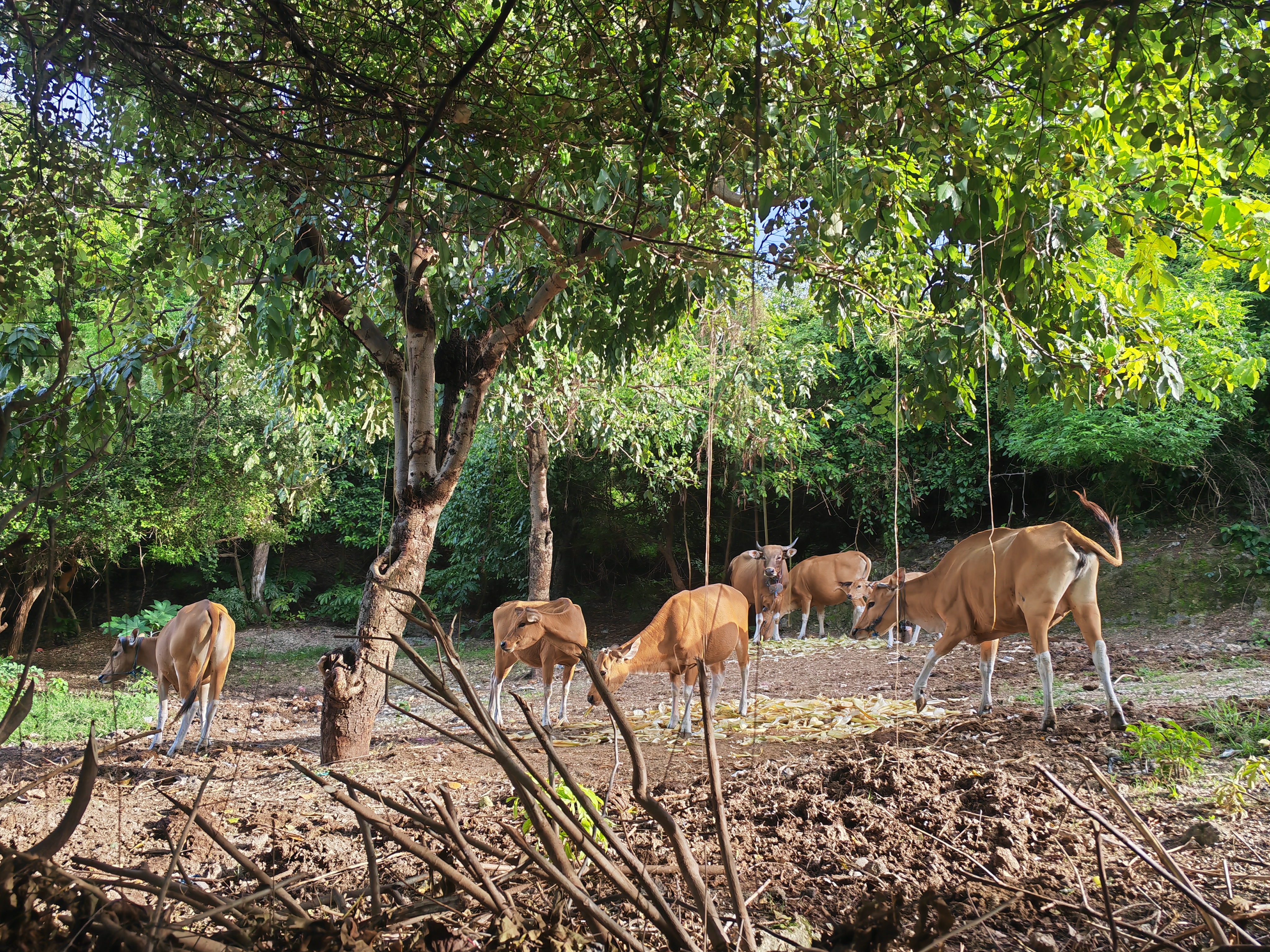 公路边的养牛场，简单的用树枝和石头隔开